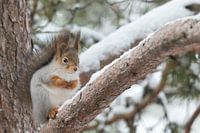 Ecureuil gris dans la neige