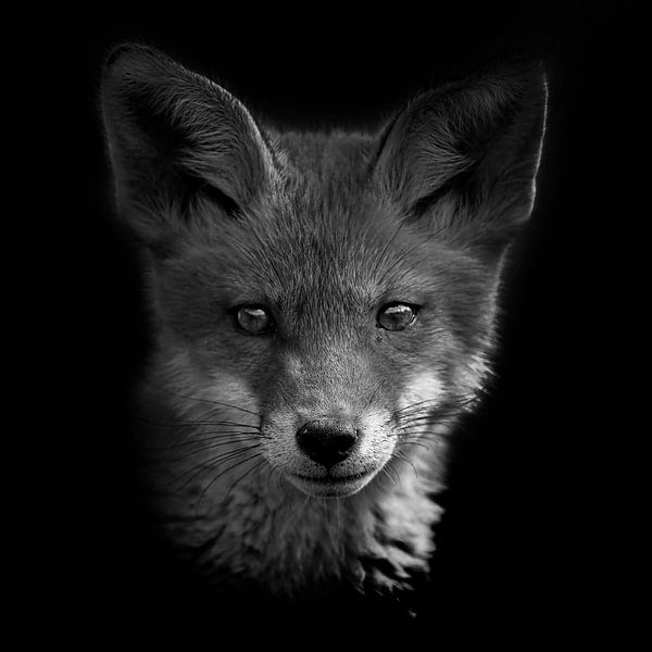 Jeune renard par Willem Klopper