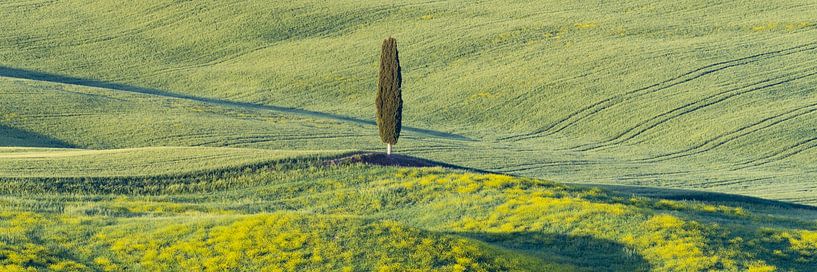 Cyprès au lever du soleil dans le Val d'Orcia par Walter G. Allgöwer