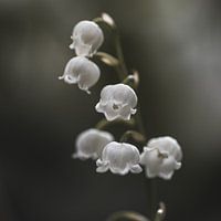 Souvenirs de printemps