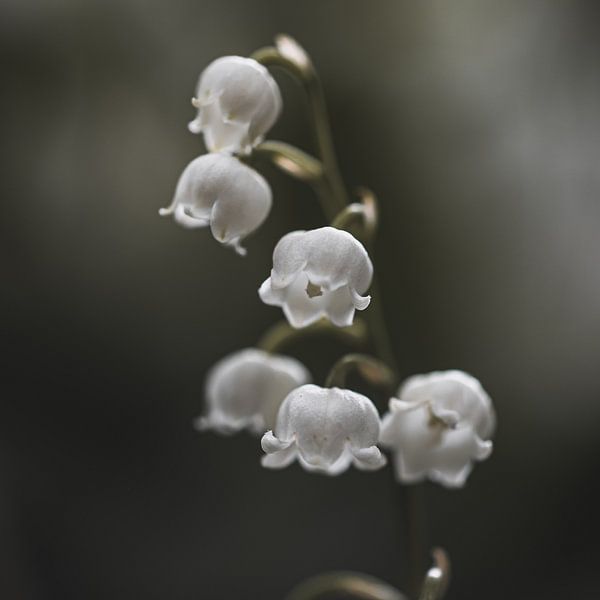 Souvenirs de printemps par Linda Doppenberg