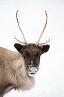 Portrait of curious reindeer with white background in high-key