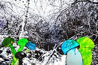 Verdwaalde paddestoelen