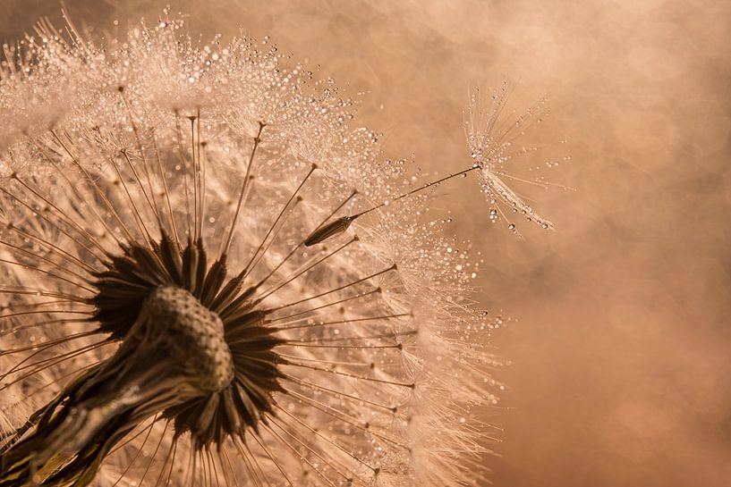 Warme Braun- und Champagnertöne: Fluffy verlässt den flauschigen Ball von Marjolijn van den Berg