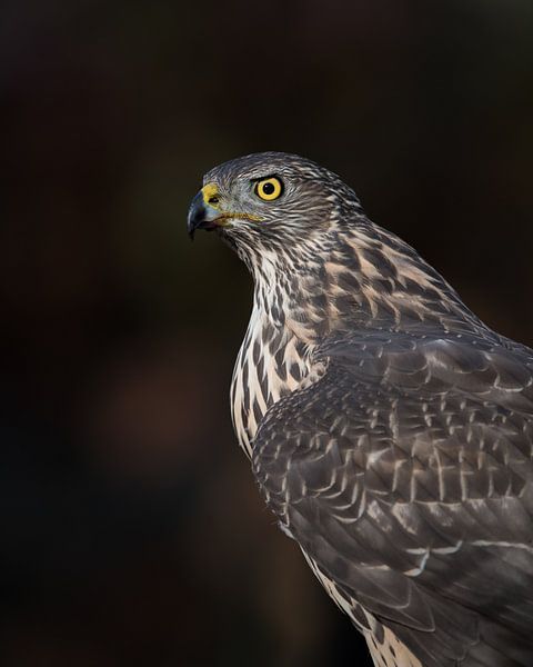 Northern Goshawk! by Robert Kok