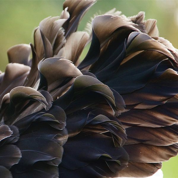 black swan von Frenz' van de Grift