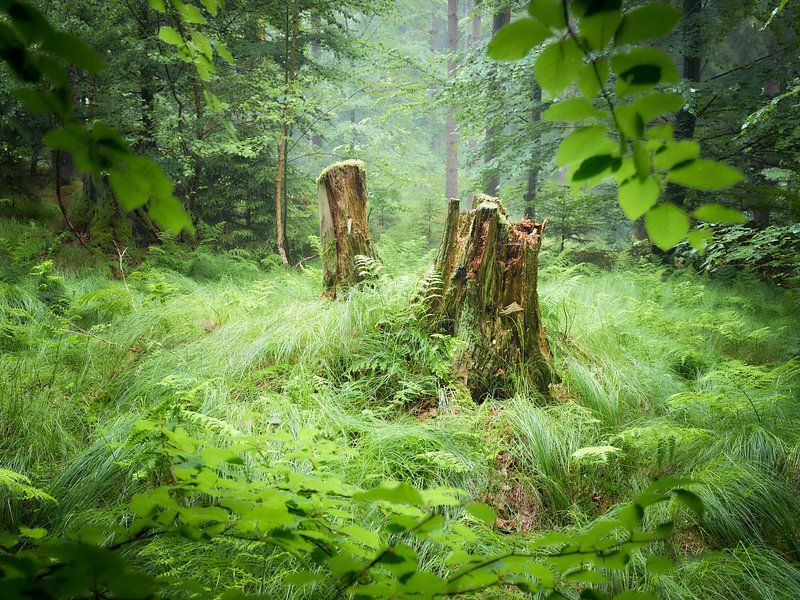 Alte Freunde von Max Schiefele