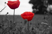 poppies