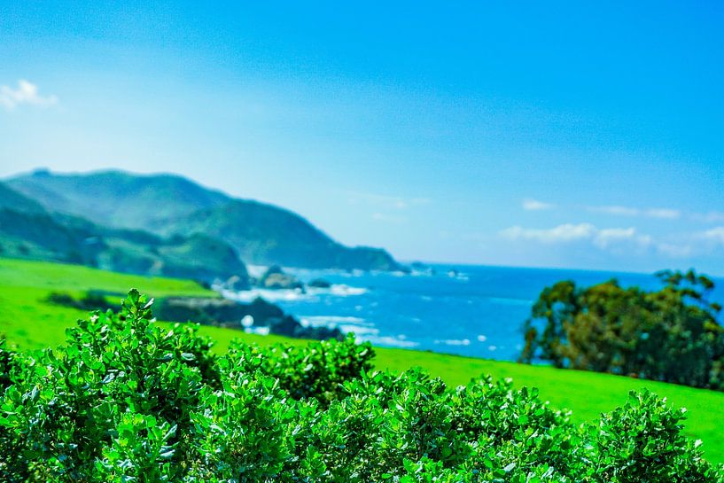 Pacific Coast by Barbara Riedel