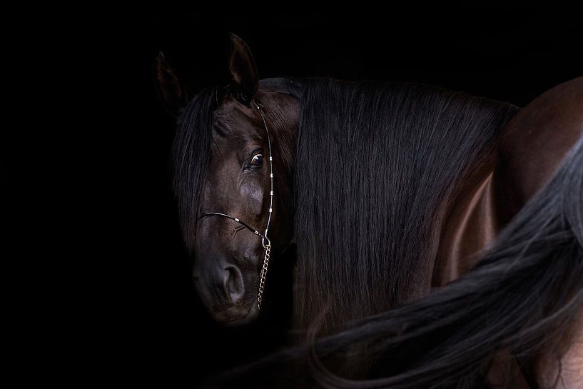 Arab in black by gea strucks