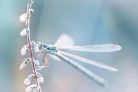 Doux &amp ; Rêveur - Libelle 2