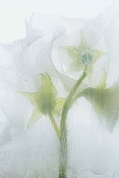 Vesce blanche dans la glace 3 par Marc Heiligenstein