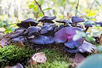 mooie groep paddestoelen in het mastbos