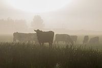 A silhouette of a herd of cows in the mist