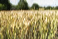 Gouden graanvelden in ICM-technologie