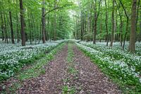 Dwars door de wilde knoflook