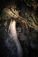 Little owl in hollow tree