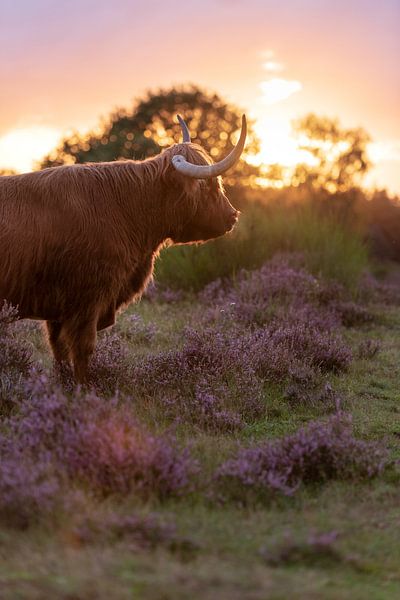 Schottische Highlander von Patrick Verheij