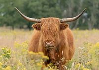 Portret van een Schotse  Hooglander