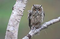 Waldohreule (Asio otus)