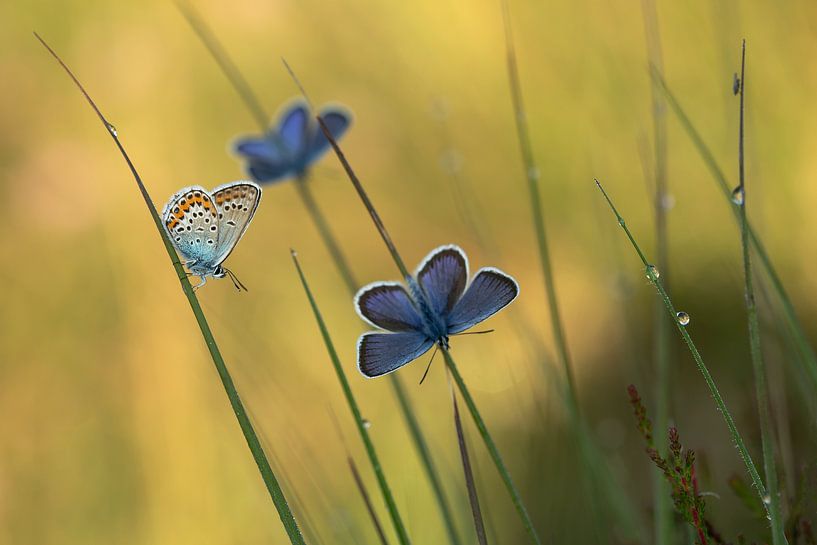 Heather blue by Aukje Ploeg