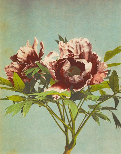 Tree Pæony, Ogawa Kazumasa by Masterful Masters