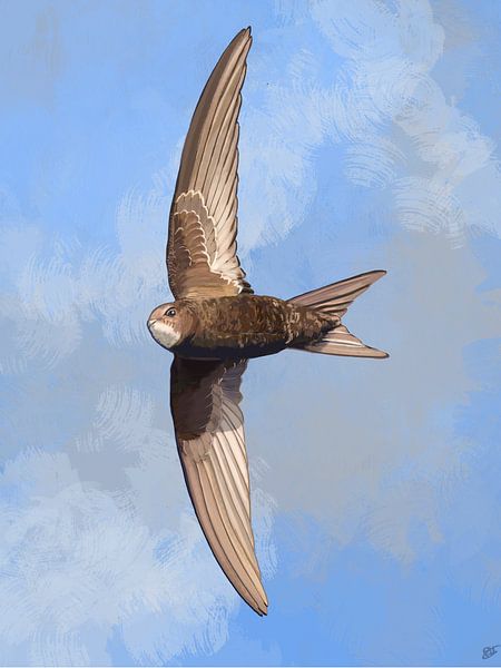 Swift in Bird's eye view by Volwater