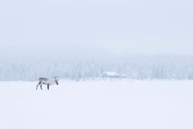 Rendier in Zweeds landschap van Milou Hinssen