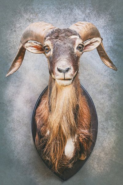 Der alte Steinbock von Martin Bergsma