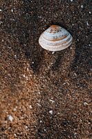 Sammeln von Muscheln