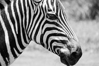 Tansanisches Zebra