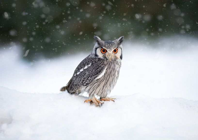 Eule im Schnee von By Angela