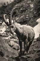 Ibex in Novenenschritt schwarz-weiß