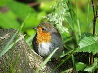 roodborstje, redbreast, robin