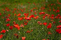 Fleurs de coquelicot dans une prairie