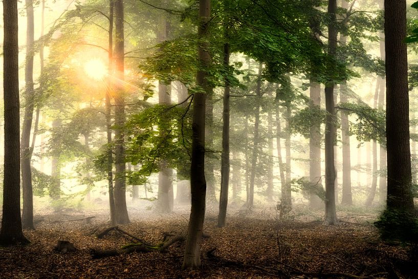 Breda Liesbos in the fog by Egon Zitter