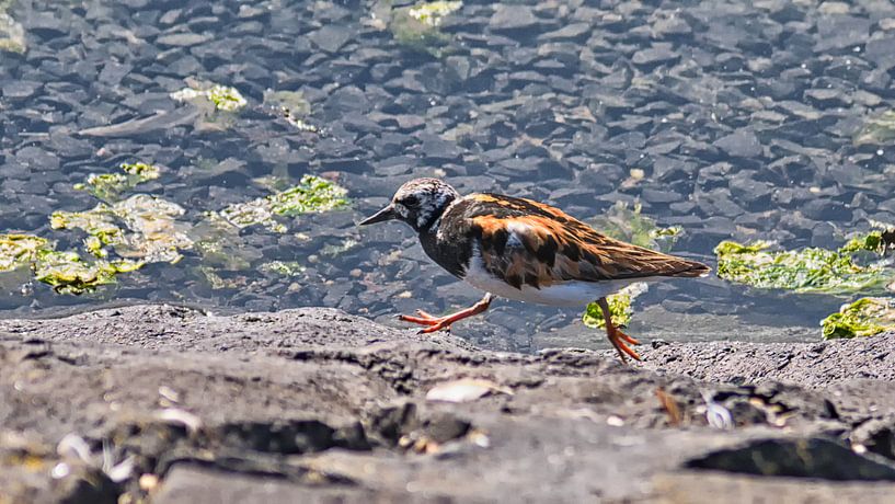 Steenloper by Roel Ovinge