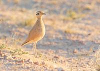 Cream-colored courser in evening light