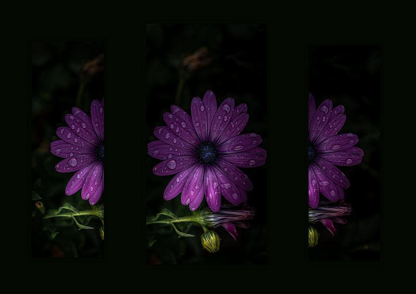 Spanish daisy triptych by HvNunenfoto