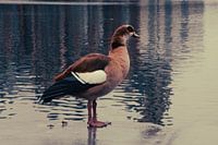 Ente auf dem Kai in Antwerpen