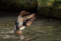 The Goosander on the move