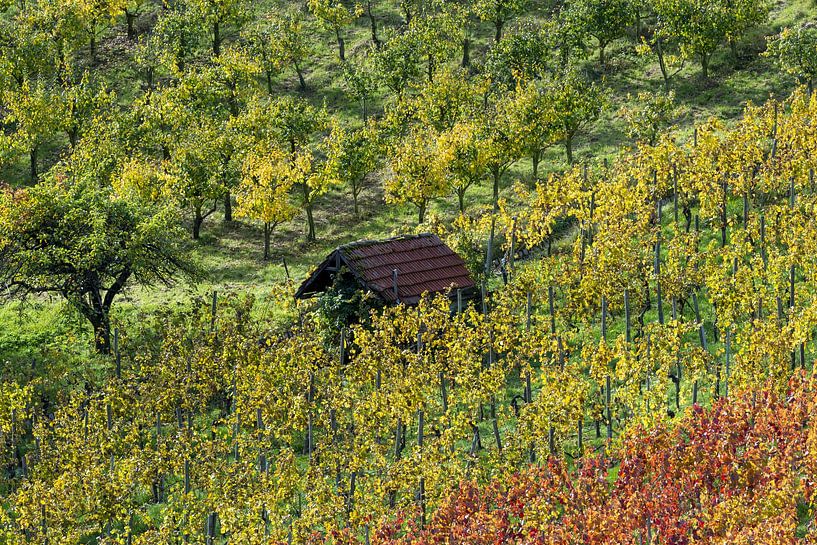 Vineyard in autumn by Walter G. Allgöwer