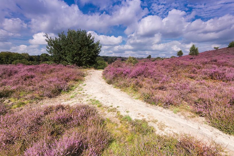 Wanderweg durch die Heide auf der Posbank von Rob Kints