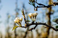 Bloesems in Haspengouw