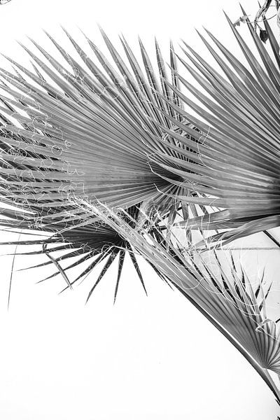Palm Tree Leaf in Black and White by Patrycja Polechonska