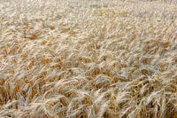 Wheat ears