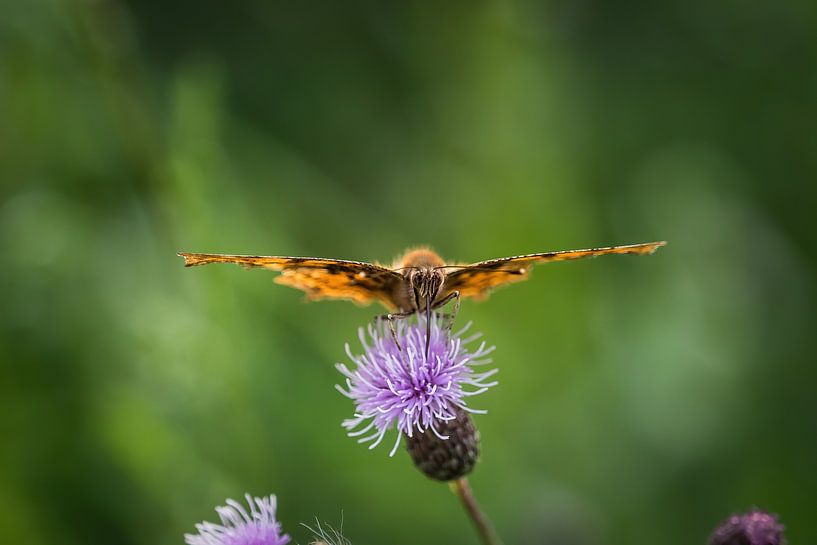 Een c vlinder close-up in de zomer in Saarland van Wolfgang Unger