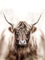 Schottischer Highlander