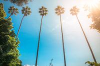 Palmiers ensoleillés dans le parc municipal de Torreão do Jardim do Palácio.