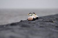 Canards eiders au repos